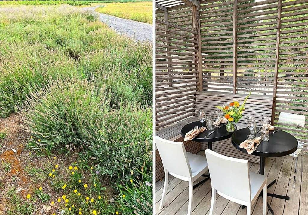 lavender field and table setting at cowhorn vineyard