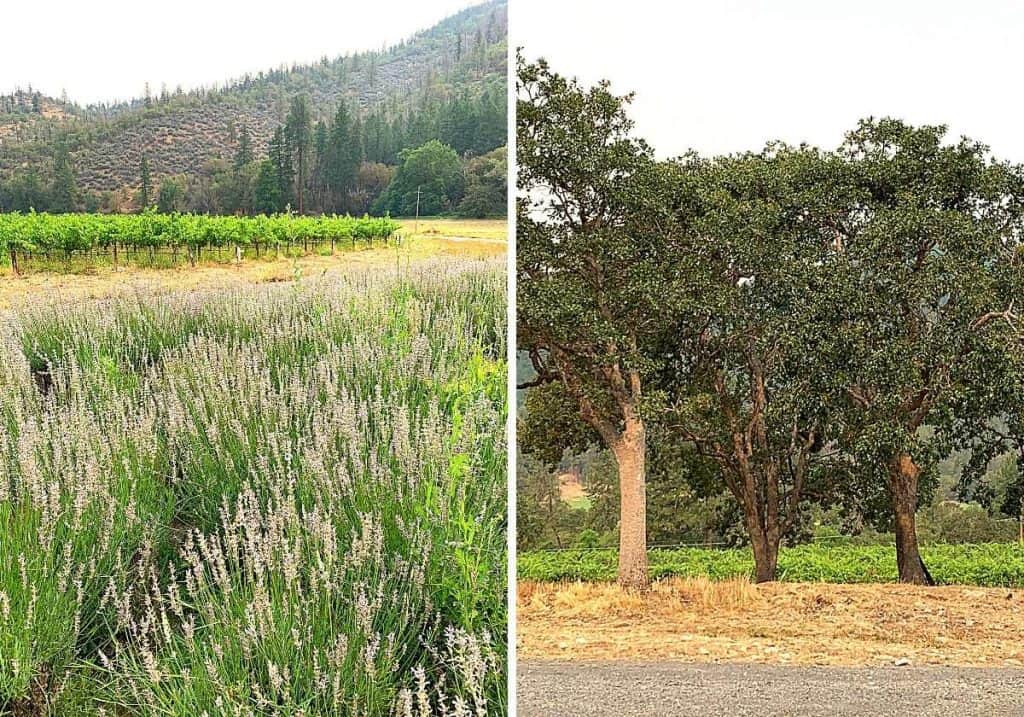 oak trees and lavender at Cowhorn Vineyard