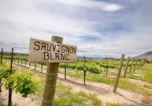 Sauvignon Blanc vineyard and sign